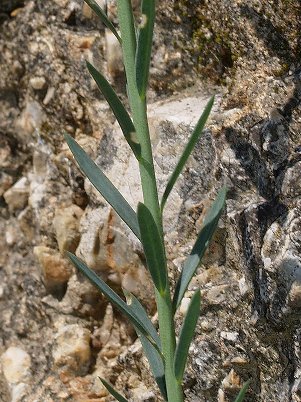 Linum austriacum  subsp. collinum / Lino collinare