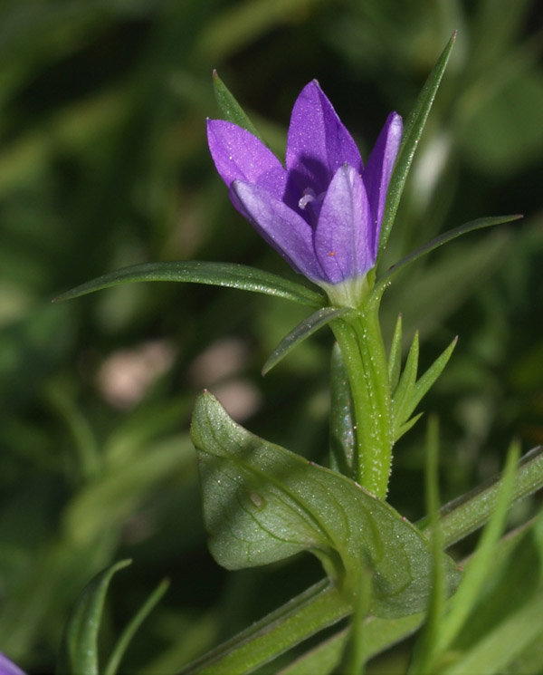 Legousia falcata / Specchio di Venene minore