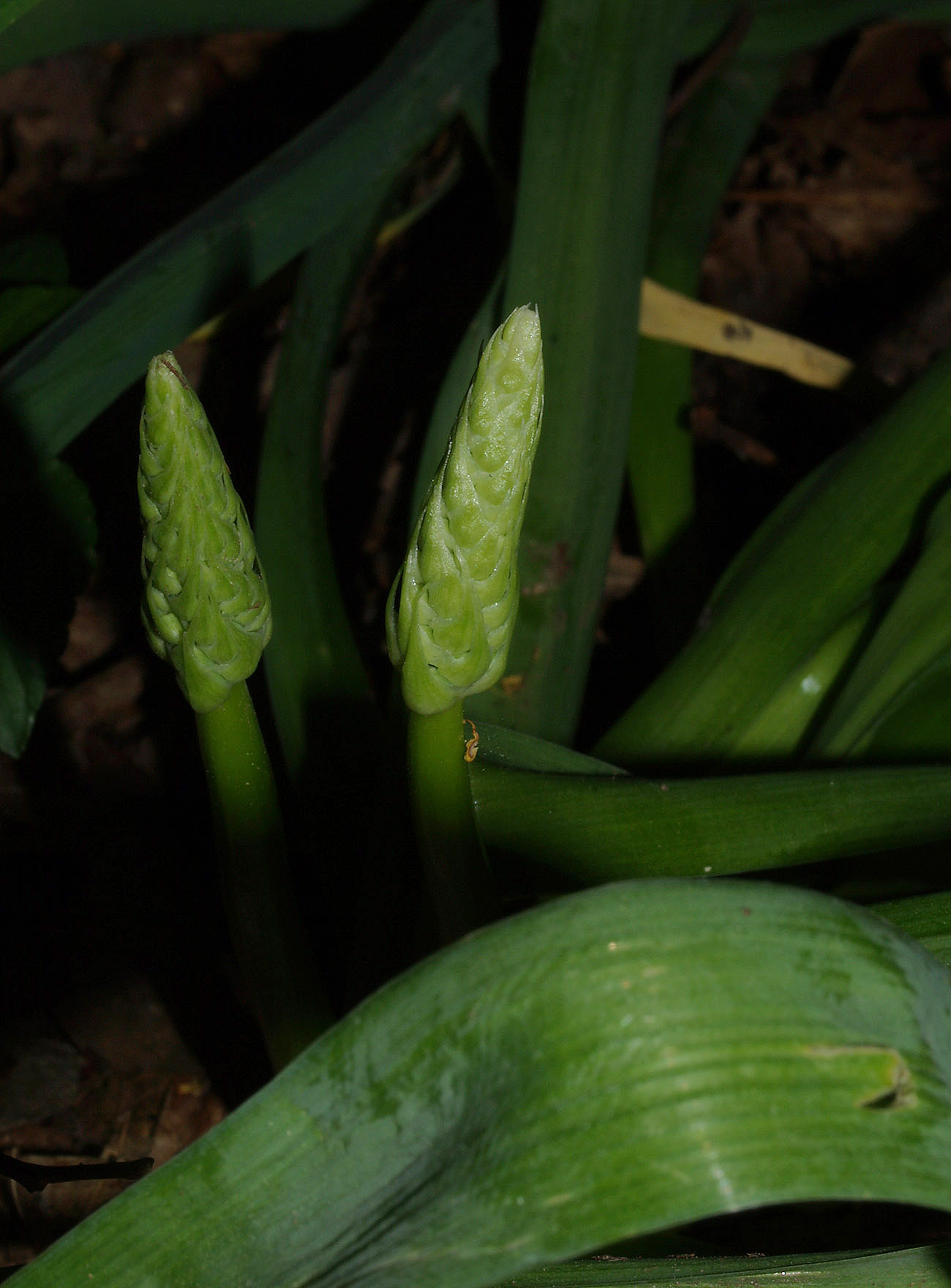 Locomelos narbonensis
