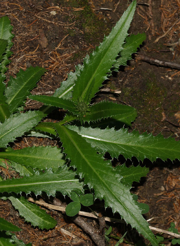 Carduus defloratus  subsp. defloratus / Cardo dentellato