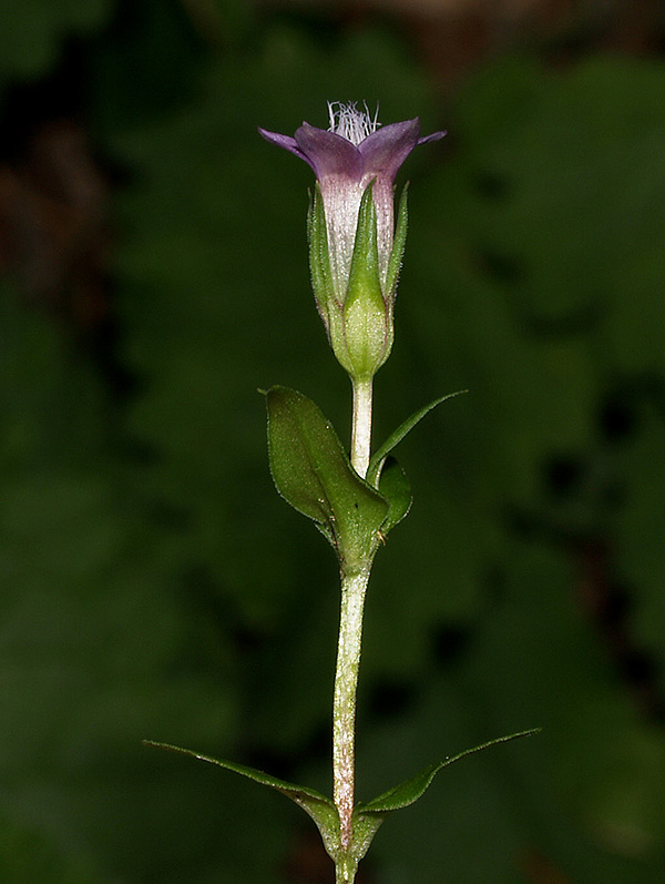 Gentianella engadinensis
