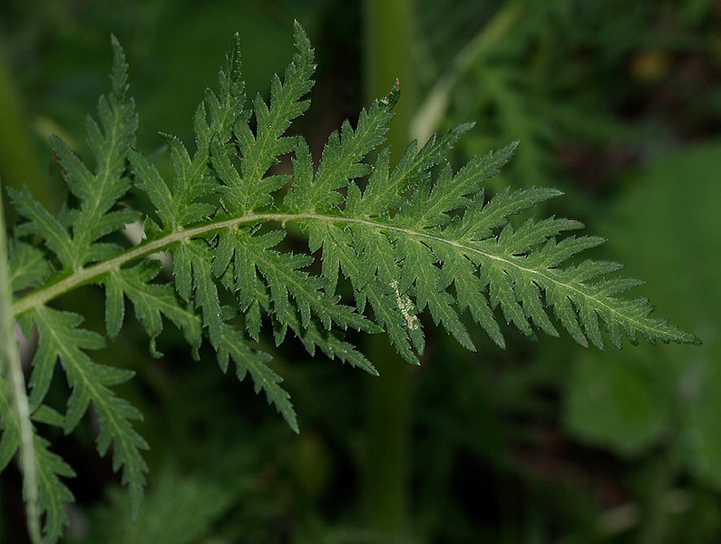 Pedicularis hacquetii / Pedicolare di Hacquet