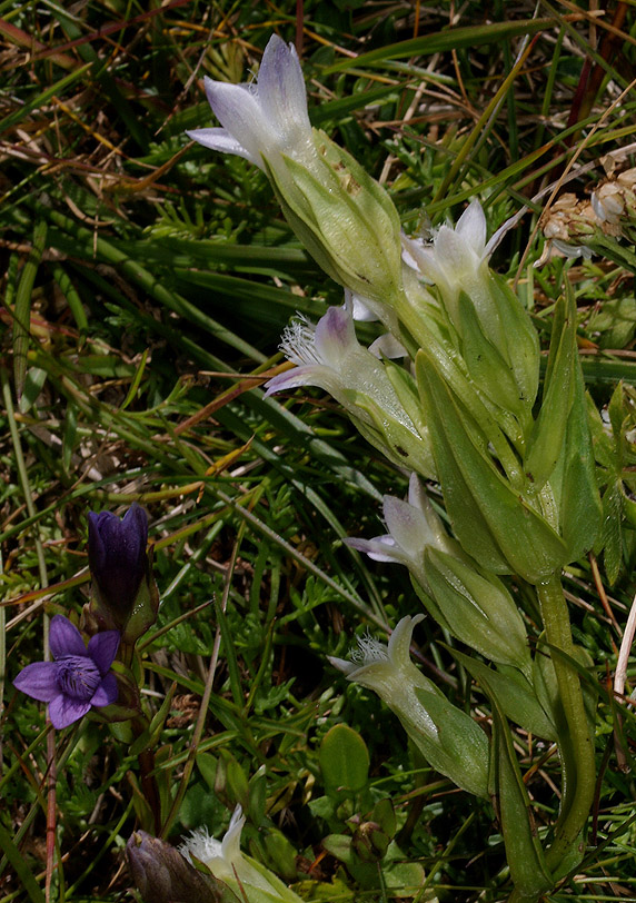 Gentianella anisodonta