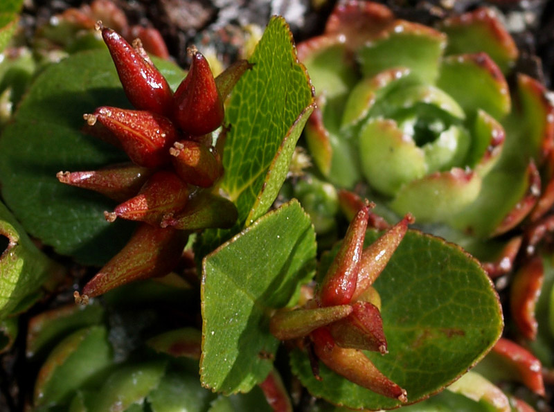 Salix herbacea / Salice erbaceo