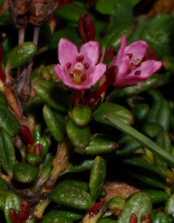 Kalmia procumbens (= Loiseleuria procumbens) / Azalea delle alpi