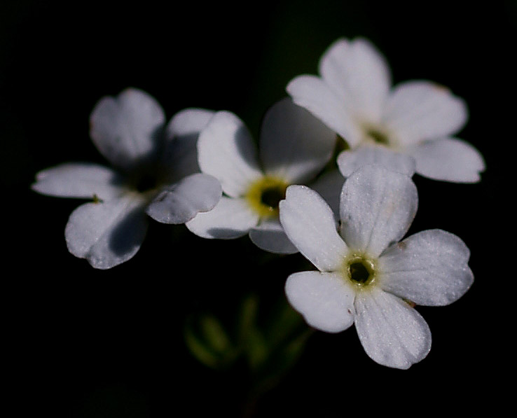 Androsace obtusifolia / Androsace gelsomino