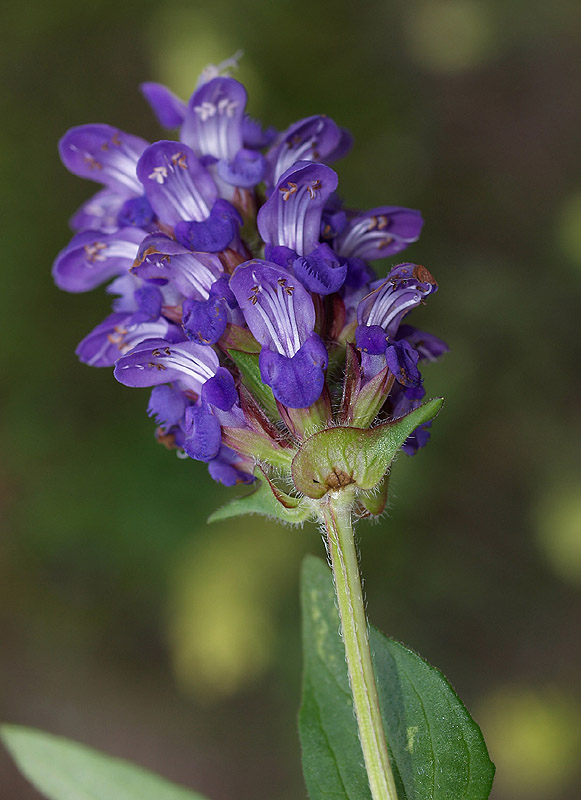 Prunella grandiflora / Prunella delle Alpi