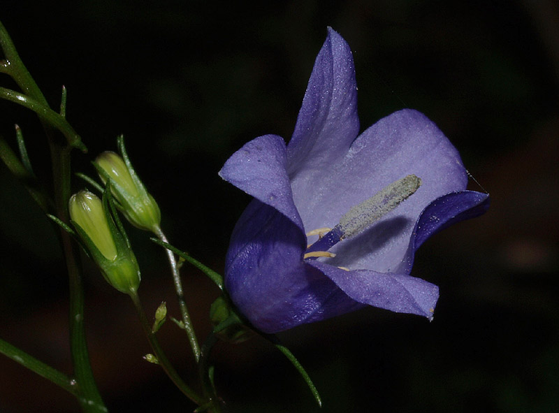 Campanula