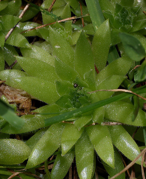 Sempervivum arachnoideum