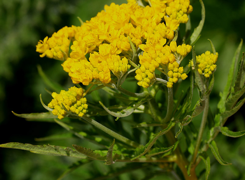 Hugueninia tanacetifolia