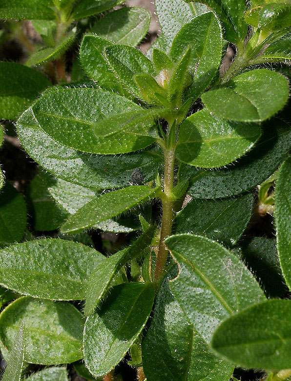 Helianthemum nummularium subsp. grandiflorum