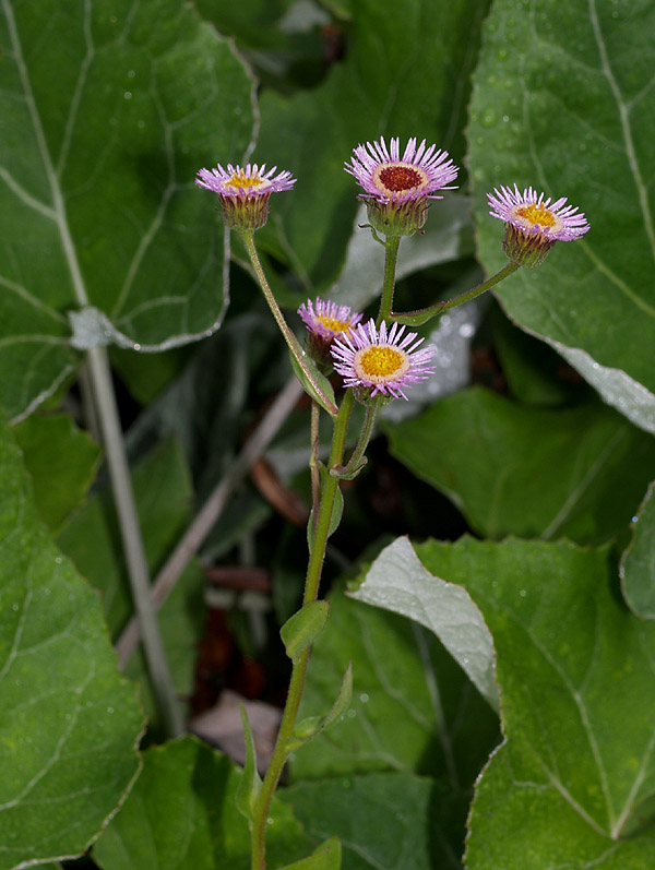 Erigeron - Erigeron atticus ?
