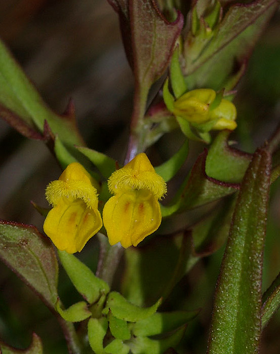 Melampyrum sylvaticum