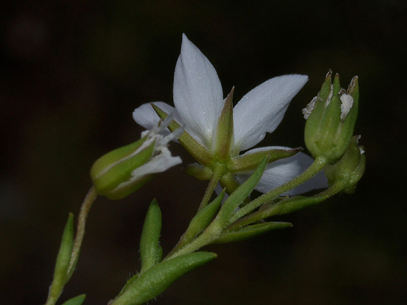 Cariophyllacea
