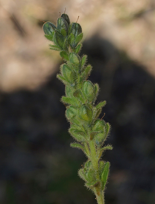 Veronica bellidioides / Veronica con foglie di margherita