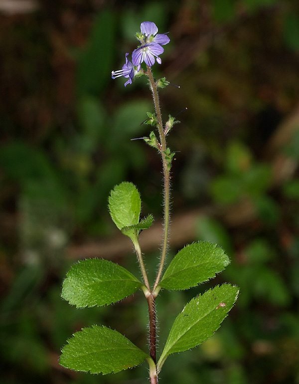Veronica officinalis