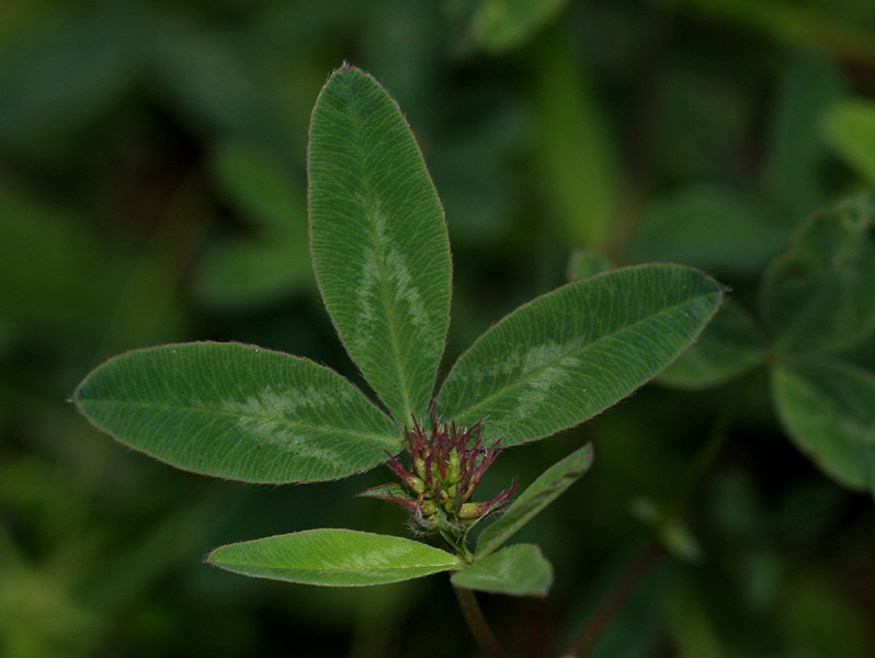 Trifolium pratense / Trifoglio dei prati