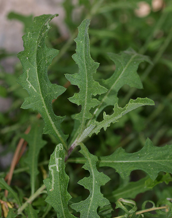 Centaurea aplolepa subsp. ligustica e intruso (foto 2-3)