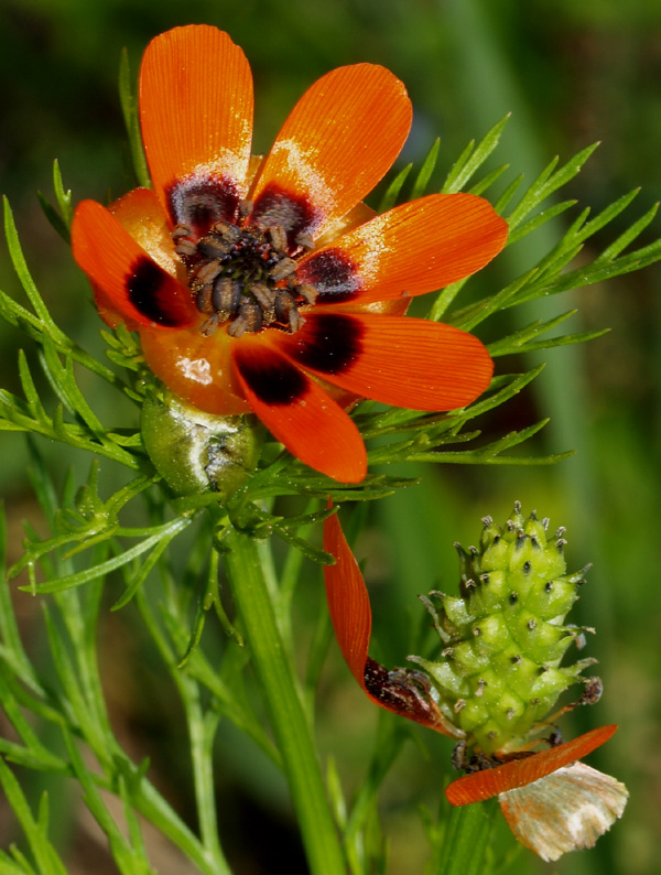 Adonis flammea e A. aestivalis