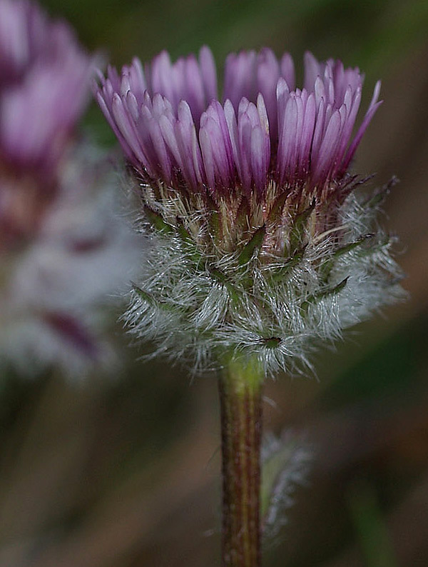 Erigeron uniflorus / Cespica uniflora
