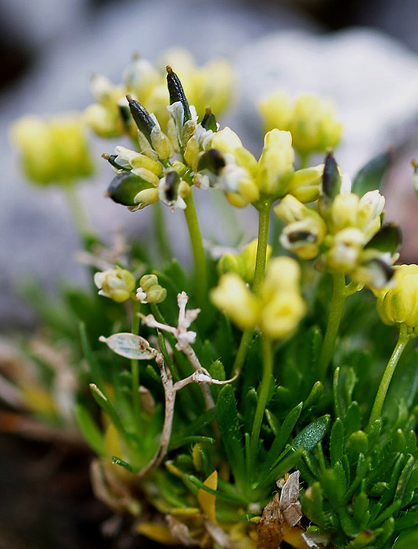 Draba dolomitica / Draba delle Dolomiti