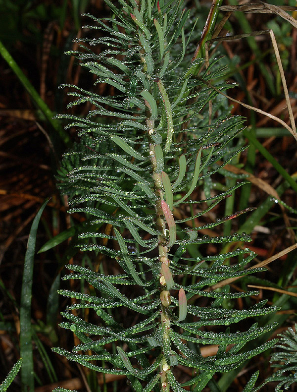 Euphorbia cyparissias