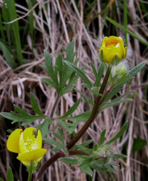 Ranunculus 1