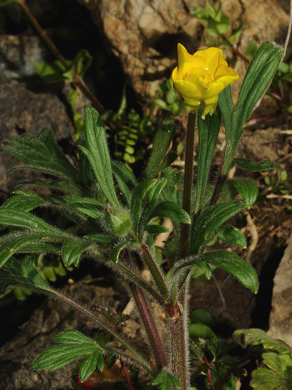 Ranunculus 2