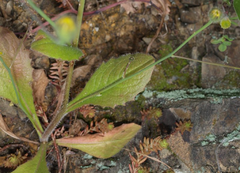 Hypochaeris achyrophorus / Costolina annuale