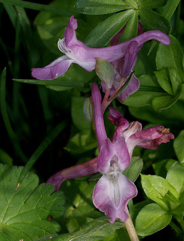 Corydalis cava / Colombina cava