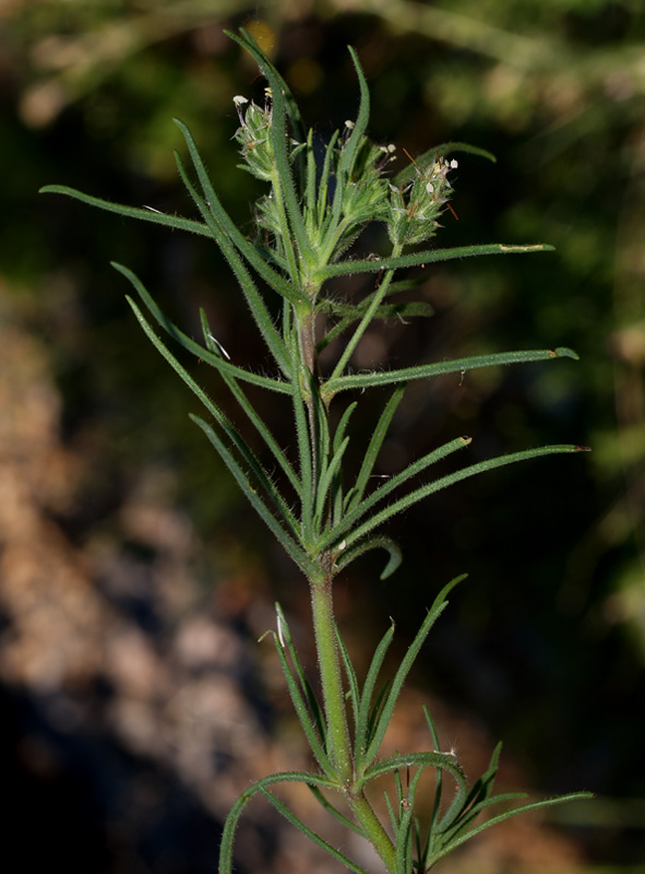 Plantago afra
