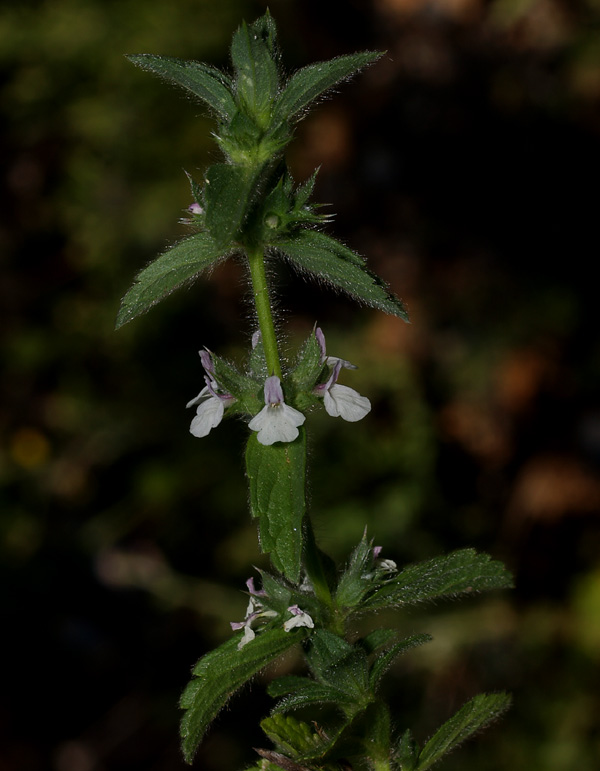 Sideritis romana