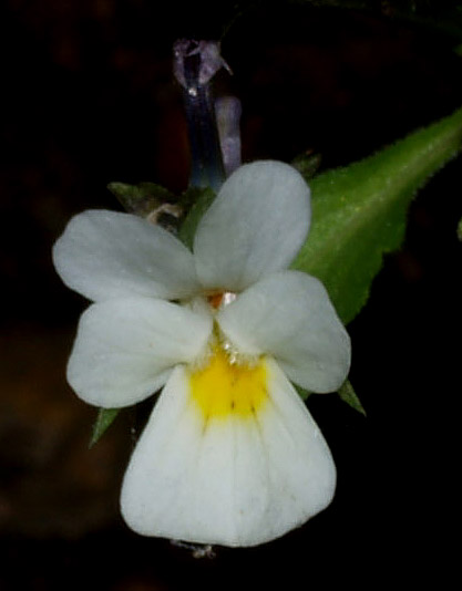Viola arvensis
