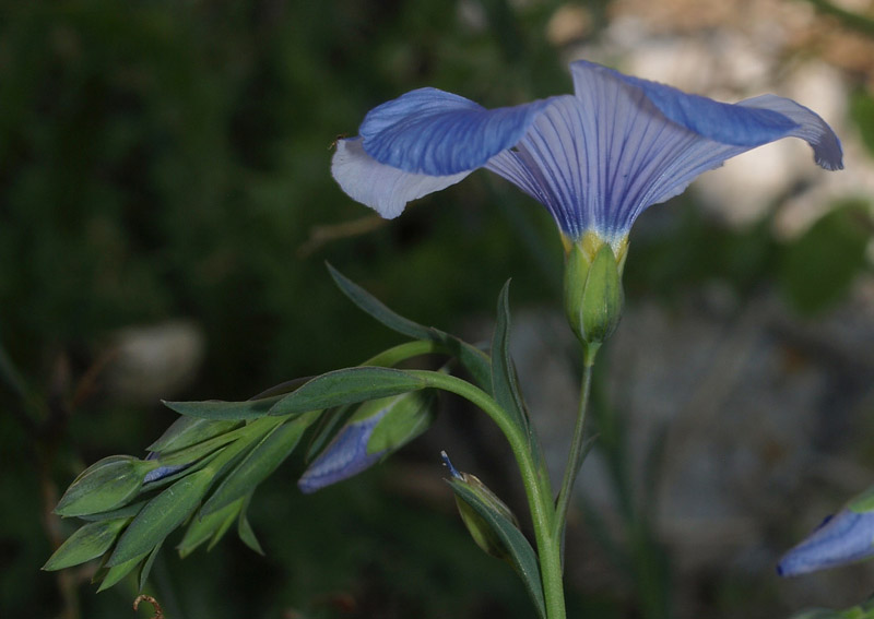 Linum austriacum  subsp. collinum / Lino collinare