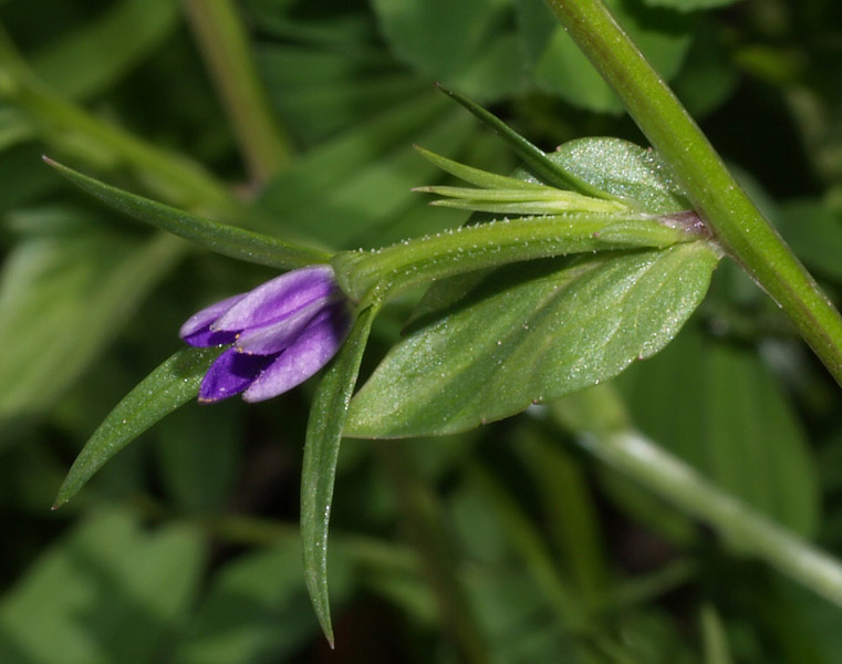 Legousia falcata / Specchio di Venene minore