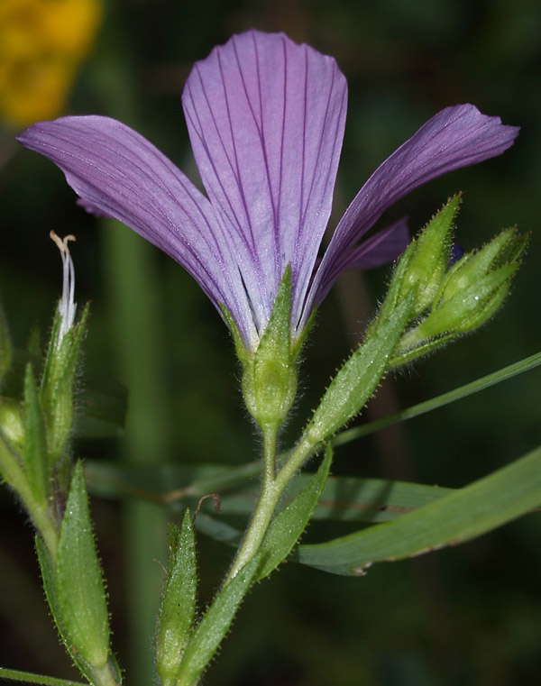 Linum viscosum / Lino malvino