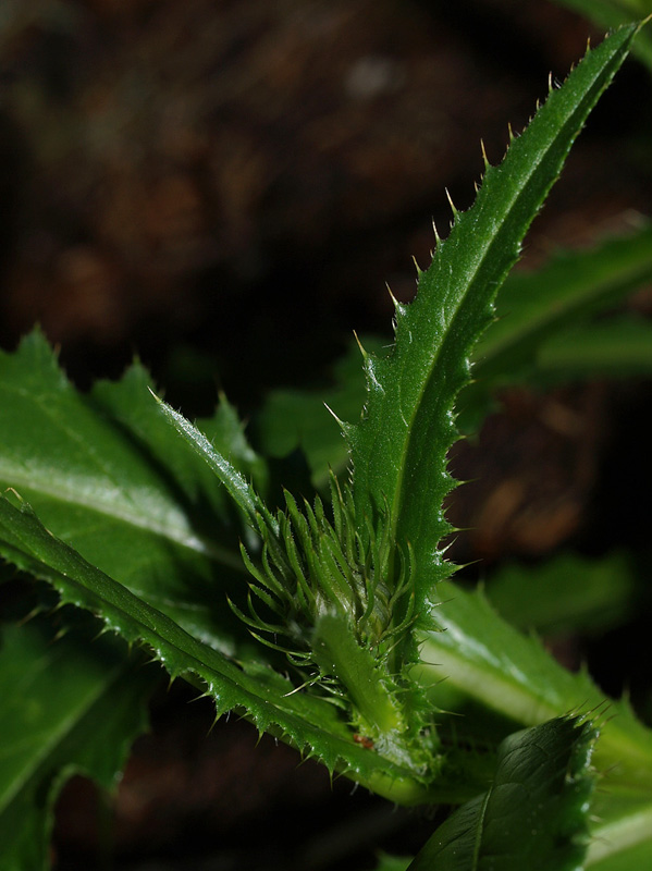 Carduus defloratus  subsp. defloratus / Cardo dentellato