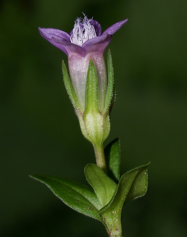 Gentianella engadinensis