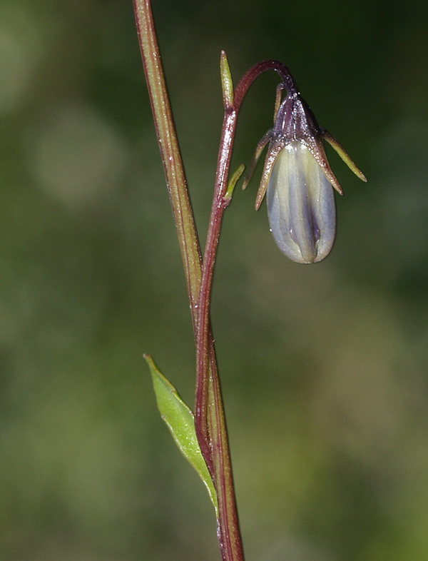 Campanula cochlearifolia