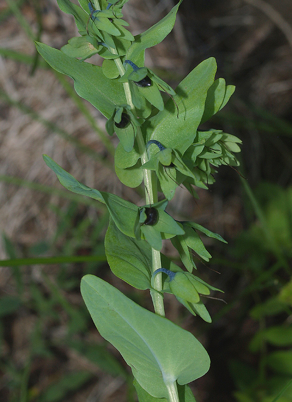 Cerinthe alpina (=C.glabra) / Erba vajola alpina