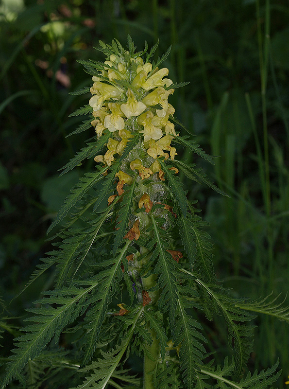 Pedicularis hacquetii / Pedicolare di Hacquet
