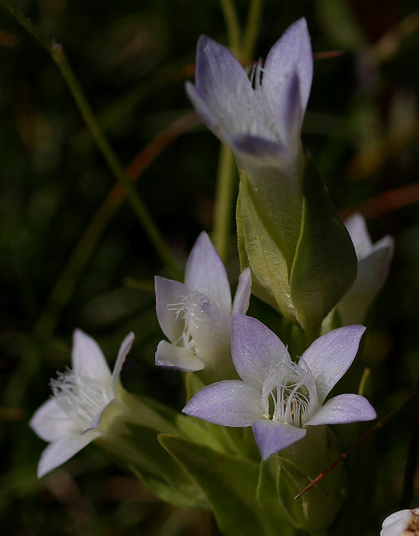Gentianella anisodonta