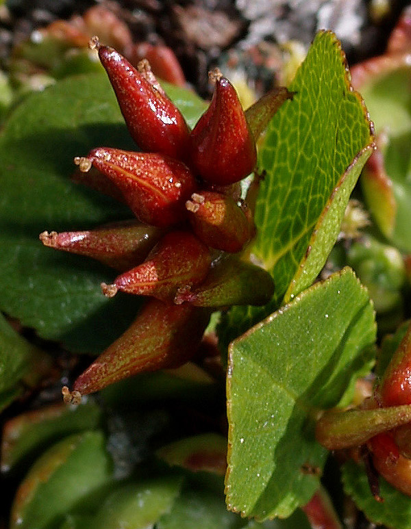 Salix herbacea / Salice erbaceo