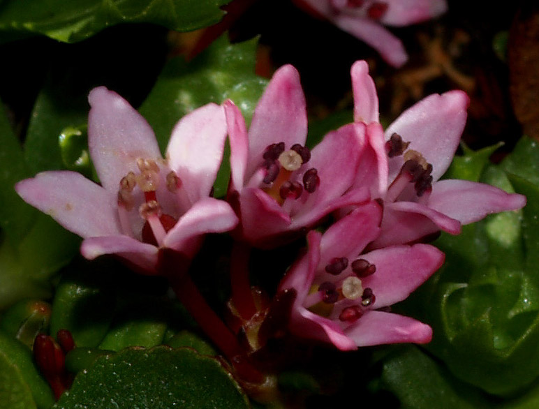 Kalmia procumbens (= Loiseleuria procumbens) / Azalea delle alpi