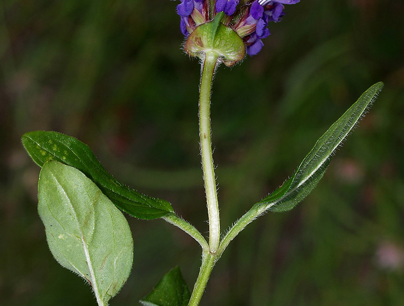 Prunella grandiflora / Prunella delle Alpi