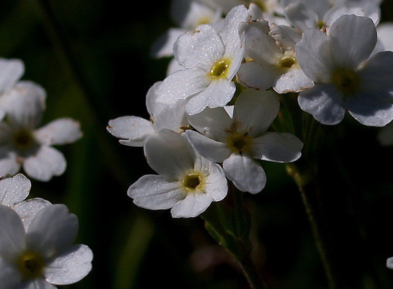 Androsace obtusifolia / Androsace gelsomino