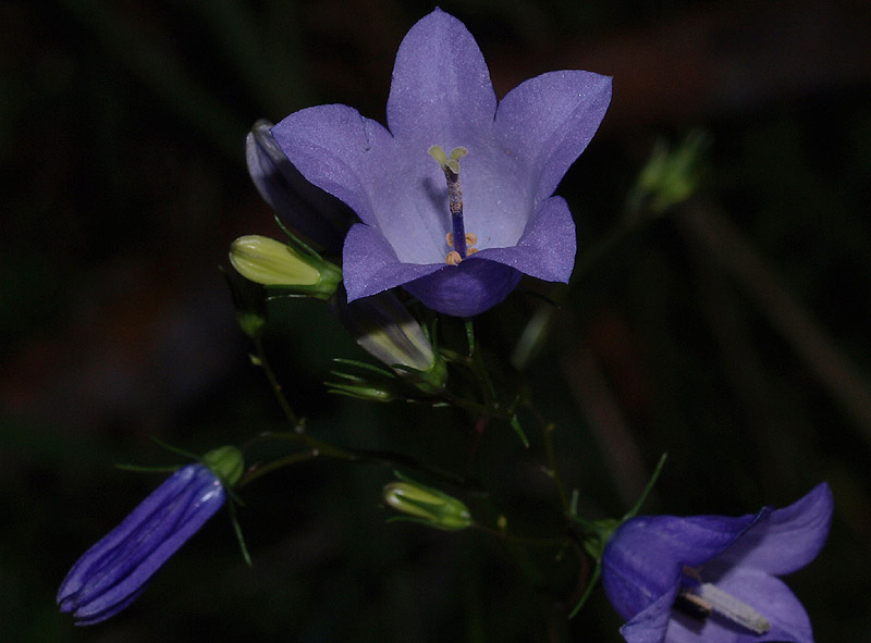 Campanula