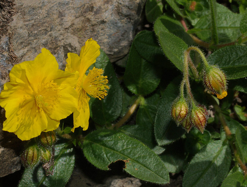 Helianthemum nummularium subsp. grandiflorum