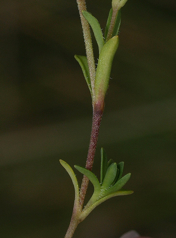Cariophyllacea