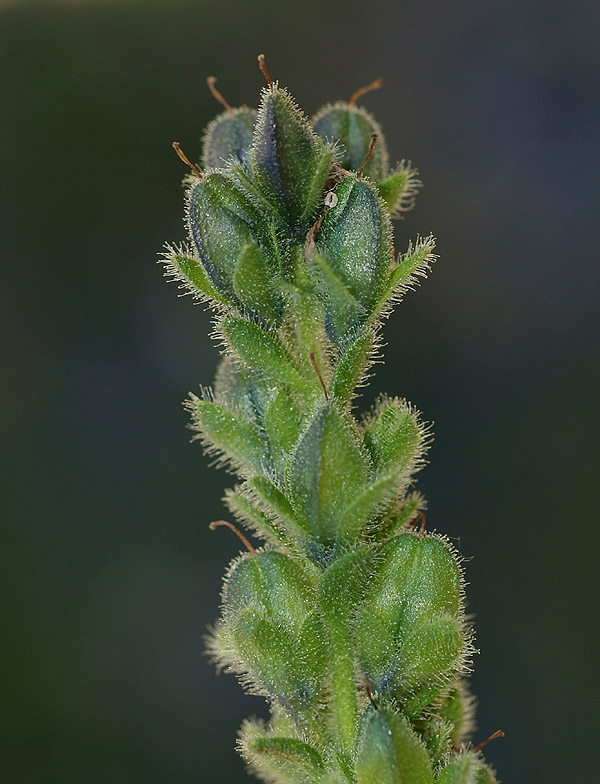 Veronica bellidioides / Veronica con foglie di margherita